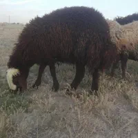 بره قوچ شیر مست