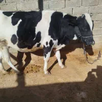 گاو آبستن (تلیسه)