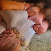 کاه کمباین کوب گندم|حیوانات مزرعه|اسفراین, |دیوار