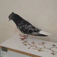 کبوتر
