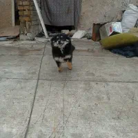 شیتزو|سگ|قم, سراجه (۱۵ خرداد)|دیوار