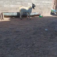 ممنونم از کار کنان عوامل دیوار|حیوانات مزرعه|اهر, |دیوار