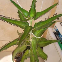 کاکتوس اشک تمساح