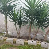 یوکا|گل و گیاه طبیعی|رشت, چله خانه|دیوار