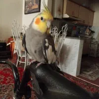 عروس هلندی نر سخنگو ۷ماهه|پرنده|فردیس, شهرک شهید حسینی|دیوار