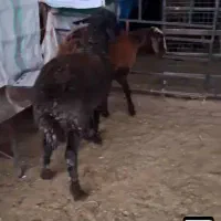 ۲عدد بره ماده|حیوانات مزرعه|سیمین شهر, |دیوار