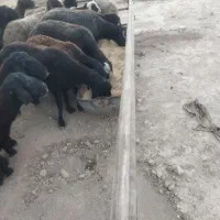 گوسفند زنده