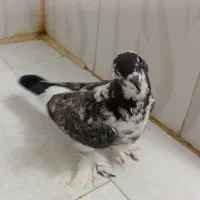 جوجه سرخ و جوجه پاپر