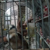 دوعدد  پرنده