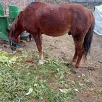 اسب کردی|اسب و تجهیزات اسبسواری|ارومیه, |دیوار