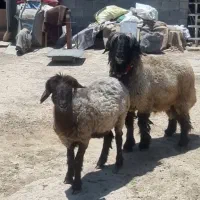 فروش کوه قوچ ۱سال نیم بختیاری