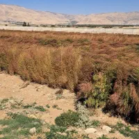 فروش جارو مخصوص شهرداری وکارخانجات