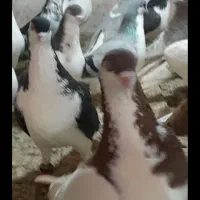 یک تیپ ساده همه پرشی