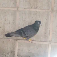 کبوتر رنگی