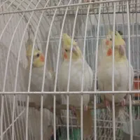 عروس هلندی