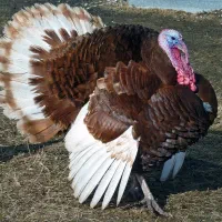 بوقلمون زنده