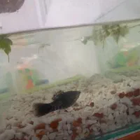 یک جفت ماهی مولی و یک جفت ماهی گوپی سر زنده و مولد|ماهی|قم, سعادتی|دیوار