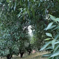 باغ-سند-دارفنس-کشی-شده-درختان-باربده-پل-زمانخان