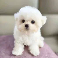 عروسک زنده توله سگ مالتیپو ۷ م‌