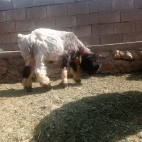 بره قوچ نرمیش میش|حیوانات مزرعه|کوهرنگ, |دیوار