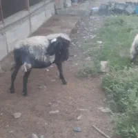 گوسفند رومانف نر حدودا ۲ ساله