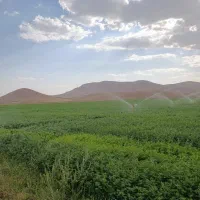 بذر یونجه|خدمات باغبانی و درختکاری|سیمینه, |دیوار