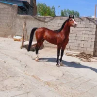 اسب|اسب و تجهیزات اسب‌سواری|اهر, |دیوار