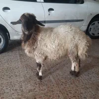 گوسفند زنده با قصاب مجرب