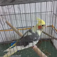 فروش عروس هلندی