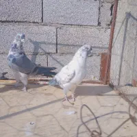 کفتر|پرنده|رودهن, |دیوار