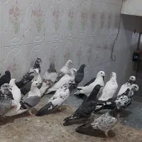 کبوتر جوجه مغلوف|پرنده|قم, نیروگاه|دیوار