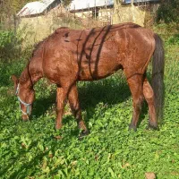 حیوانات مزرعه|اسب و تجهیزات اسبسواری|حویق, |دیوار