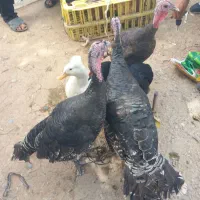 3عدد بوغلمو درج 1