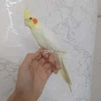 عروس هلندی لوتینو ماده