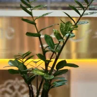 مسافرخانه سوییت هتل آپارتمان نزدیک حرم بهداشتی|اجارهٔ کوتاهمدت آپارتمان و سوئیت|مشهد, نوغان|دیوار