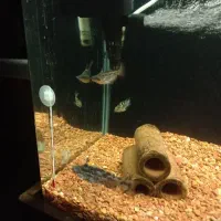 پنگوسی چوبی