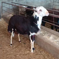 فروش قوچ کله عروس پلنگی|حیوانات مزرعه|الیگودرز, |دیوار