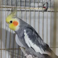 عروس هلندی خاکستری سخنگو