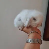 خرگوش لوپ عروسکی|موش و خرگوش|بابل, |دیوار