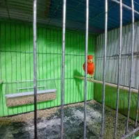 قناری شور و بخون