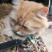 گربه گمشده|حیوانات|کرمانشاه, |دیوار