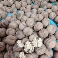 گردو پوست کاغذی تویسرکان ،بادام،مغز گردو،درجه ۱|خوردنی و آشامیدنی|شیراز, باغ تخت|دیوار