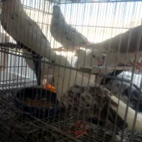 تعدادی کبوتر پرشی|پرنده|هشتگرد, شهرک اداری|دیوار