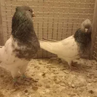 نر و ماده کله سبز به ضمانت|پرنده|تربت‌حیدریه, میدان مرکزی|دیوار