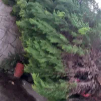 درخت کاج زیبا|گل و گیاه طبیعی|رشت, چله خانه|دیوار