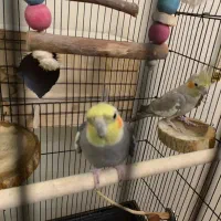 دو عدد عروس هلندی با قفس|پرنده|تهران, توحید|دیوار