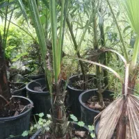 تعدادی گل گلدانی|گل و گیاه طبیعی|کلاچای, |دیوار