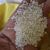 لاشه برنج ۲۳۰|خوردنی و آشامیدنی|اندیشه, شهرک صدف|دیوار