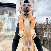 سگ نگهبان
