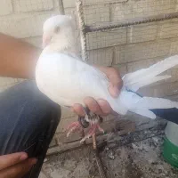 دمبی